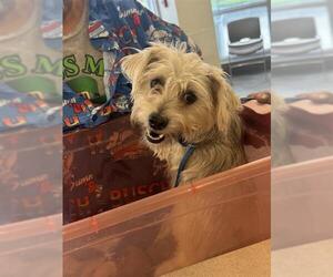 Mutt Dogs for adoption in San Antonio, TX, USA