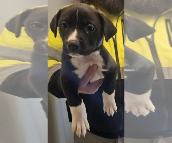 Medium Photo #1 Labrador Retriever-Unknown Mix Puppy For Sale in Princeton, MN, USA