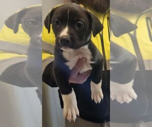 Labrador Retriever Mix Dog for Adoption in Princeton, Minnesota USA