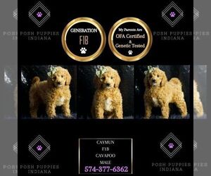 Cavapoo Puppy for sale in WARSAW, IN, USA