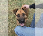 Small #2 Boxer-German Shepherd Dog Mix