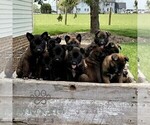 Small #2 Belgian Malinois