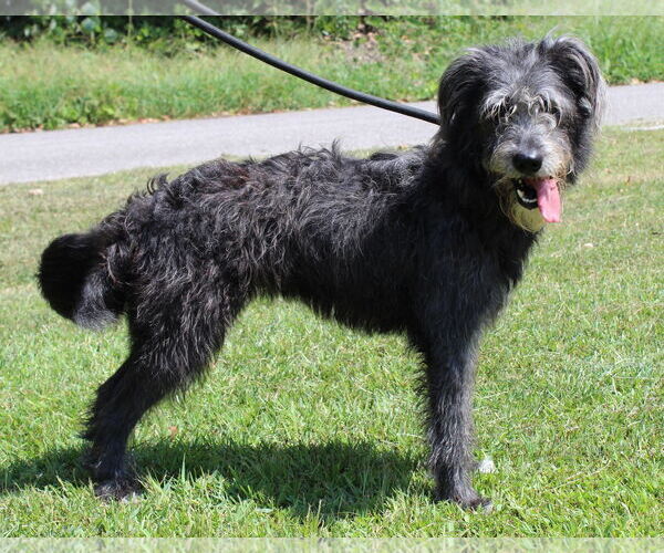 Medium Photo #3 Bearded Collie-Unknown Mix Puppy For Sale in Prattville, AL, USA
