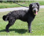 Small #2 Bearded Collie Mix