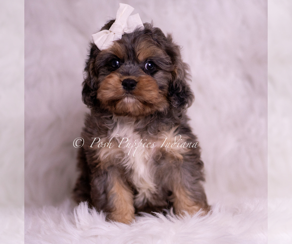 Medium Photo #1 Cavapoo (Miniature) Puppy For Sale in WARSAW, IN, USA