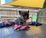 Puppy 5 French Bulldog