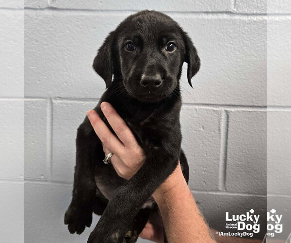 Medium Photo #4 Labrador Retriever-Unknown Mix Puppy For Sale in Washington, DC, USA
