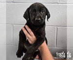 Small #3 Labrador Retriever Mix