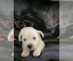 Small Photo #5 West Highland White Terrier Puppy For Sale in PITTSBURG, KS, USA