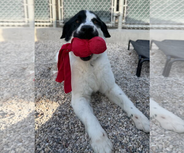Medium Photo #3 Labrador Retriever-Unknown Mix Puppy For Sale in Jefferson, WI, USA
