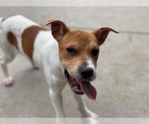 American Pit Bull Terrier Dogs for adoption in Tulsa, OK, USA
