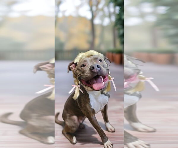 Medium Photo #2 American Pit Bull Terrier Puppy For Sale in Lighthouse Point, FL, USA
