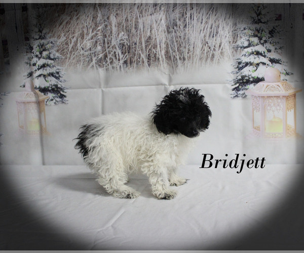 Medium Photo #29 Poodle (Toy) Puppy For Sale in CHANUTE, KS, USA