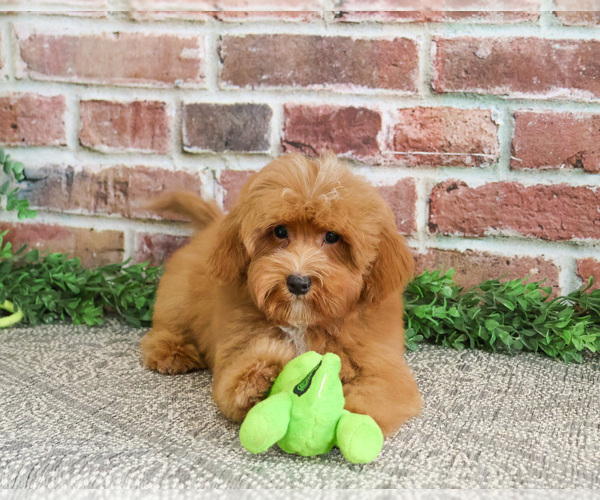 Medium Photo #8 Cavapoo (Miniature) Puppy For Sale in SYRACUSE, IN, USA