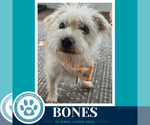 Bones 091926 - Male Mutt Dog for Adoption - Small photo