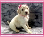 Small Photo #43 Goldendoodle Puppy For Sale in BATON ROUGE, LA, USA