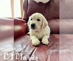 Small Photo #12 English Cream Golden Retriever Puppy For Sale in BLUE HILL, ME, USA