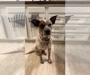 Mutt Dogs for adoption in Garden City, NY, USA