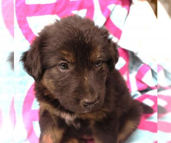 Medium Photo #1 Siberian Husky-Unknown Mix Puppy For Sale in Thief River Falls, MN, USA