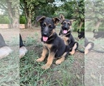 Small Photo #1 German Shepherd Dog Puppy For Sale in EAGLE CREEK, OR, USA