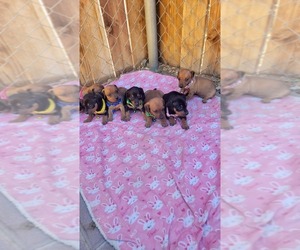 Doxie-Pin Puppy for sale in THERMAL, CA, USA