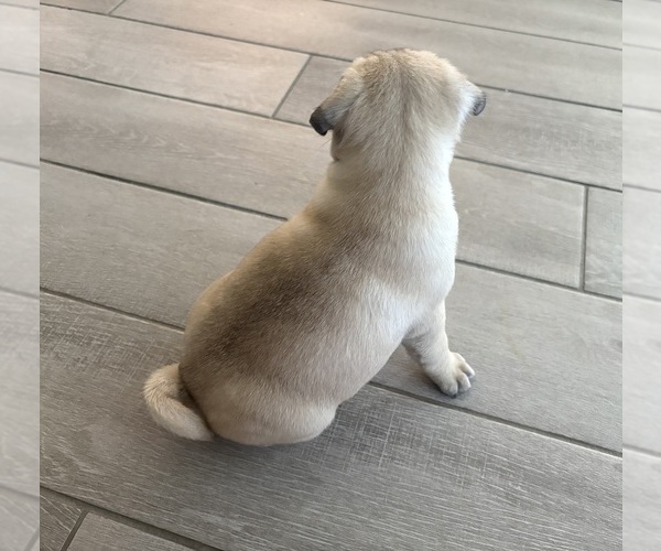 Medium Photo #3 Pug Puppy For Sale in FERNANDINA BEACH, FL, USA