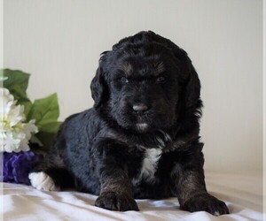 Bernedoodle Puppy for sale in FREDERICKSBG, OH, USA