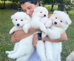 Small Photo #4 Samoyed Puppy For Sale in BOCA RATON, FL, USA