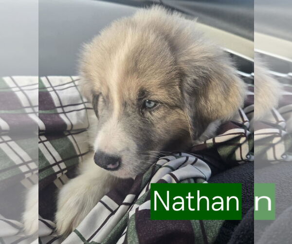 Medium Photo #2 Australian Shepherd-Great Pyrenees Mix Puppy For Sale in Mechanicsburg, PA, USA