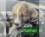 Small #1 Australian Shepherd-Great Pyrenees Mix