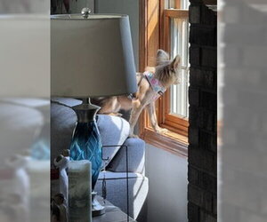 A Gabriella - Female Chihuahua Dog for Adoption - Photo #3