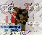 Puppy Chipotle Yorkshire Terrier