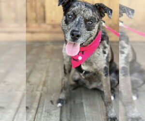 Stella - Female Catahoula Leopard Dog-Unknown Mix Dog for Adoption - Photo #2