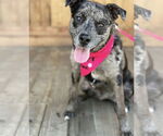 Small #1 Catahoula Leopard Dog Mix