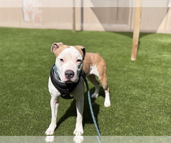Medium Photo #1 Staffordshire Bull Terrier Puppy For Sale in St. Cloud, FL, USA