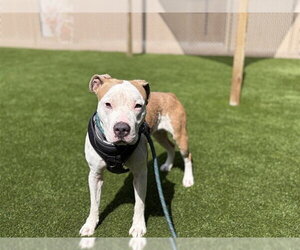 Staffordshire Bull Terrier Dogs for adoption in St. Cloud, FL, USA