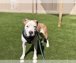 Small Staffordshire Bull Terrier
