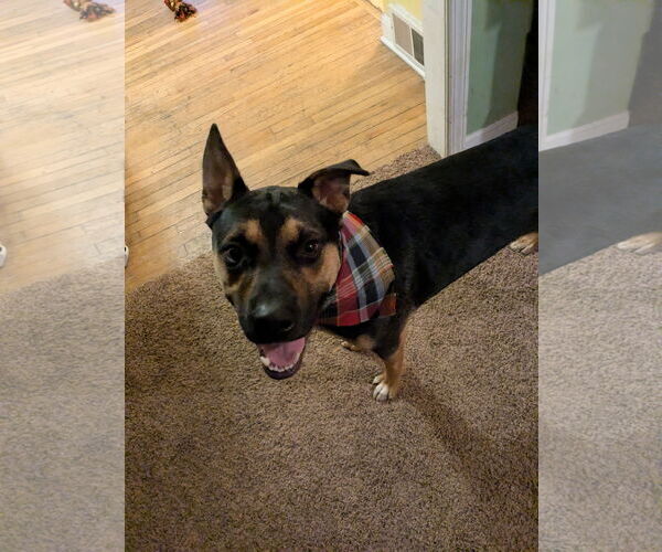 Medium Photo #1 Rottweiler-Siberian Husky Mix Puppy For Sale in Rootstown, OH, USA