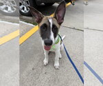 Small #4 Labrador Retriever Mix