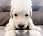 Puppy Puppy 6 Goldendoodle