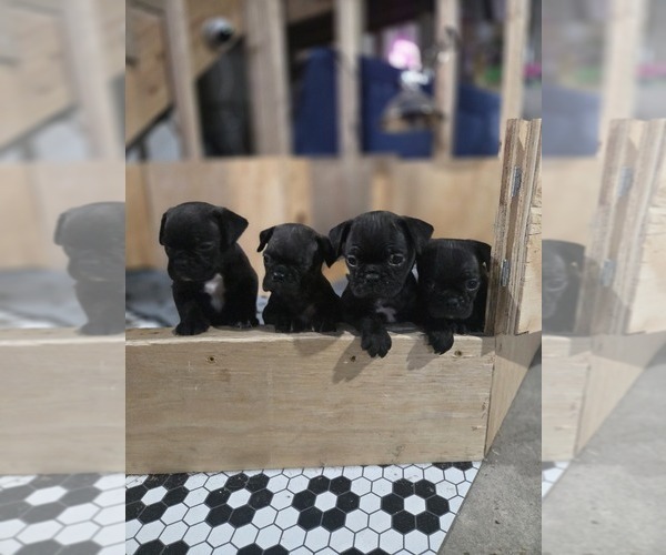 Medium Photo #14 Buggs Puppy For Sale in INDIANAPOLIS, IN, USA