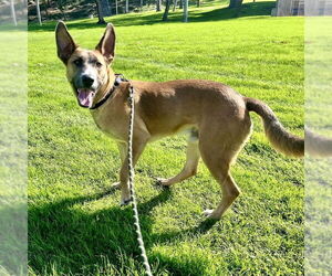 Levi - Male German Shepherd Dog-Unknown Mix Dog for Adoption - Photo #5