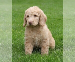 Labradoodle-Poodle (Standard) Mix Puppy for sale in FREDERICKSBG, OH, USA