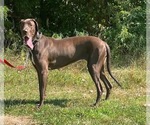 Small Photo #1 Great Dane Puppy For Sale in SALEM, NJ, USA
