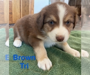 Australian Shepherd Puppy for sale in SURPRISE, NE, USA
