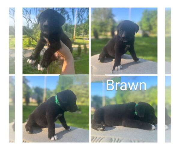 Medium Photo #3 Golden Retriever-Unknown Mix Puppy For Sale in Vail, AZ, USA
