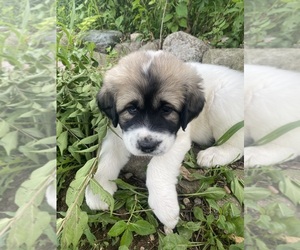 Great Pyrenees Puppy for sale in BROWNSBURG, IN, USA