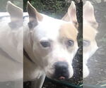 Small #12 American Pit Bull Terrier-Labrador Retriever Mix