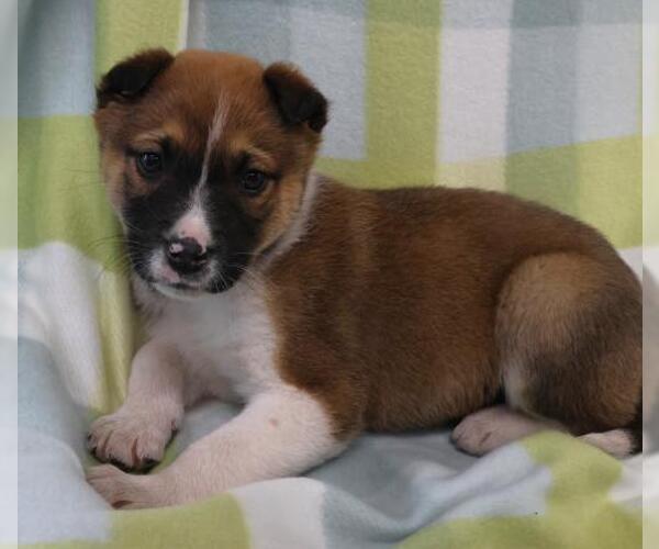 Medium Photo #1 Mutt Puppy For Sale in Thief River Falls, MN, USA