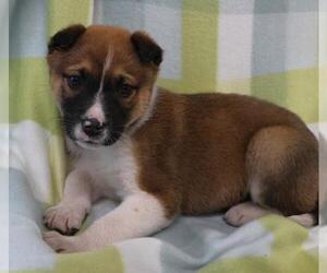 Mutt Dogs for adoption in Thief River Falls, MN, USA